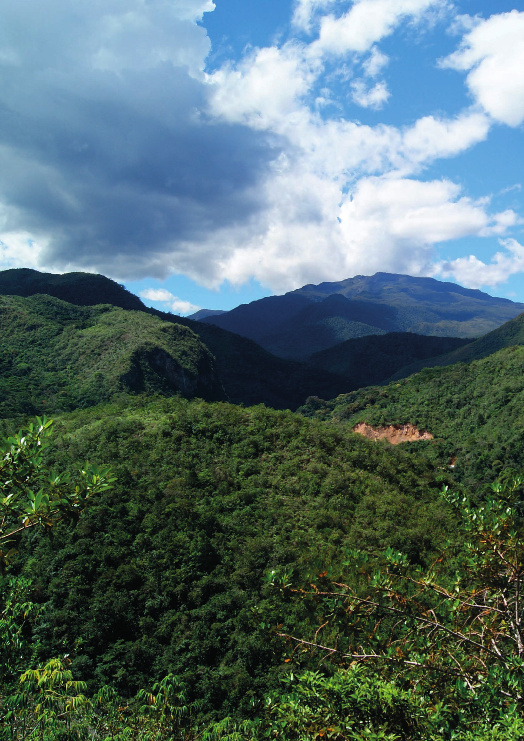 Peru San Martin.