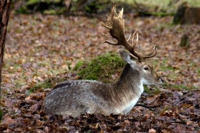 Viltart - Dovhjort på top statsrev VILTART Dovhjort Dovhjort på på top top statsrevir statsrevir Dovhjort/Dovvilt (Europa) Latinska namn: Cervus da