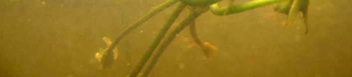 meter långa revor har konstaterats kunna utvecklas på bara två månader (Larson & Willén, 2006b). Revor med rötter sträcker sig även mot ytan.