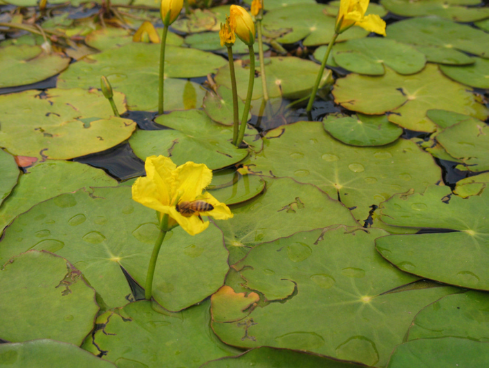 Då växten inte blommar är det lätt att förbise den, men under blomningen, som sker i juli augusti, skjuter den upp iögonenfallande gula blommor en bit ovan vattenytan (fig. 3).