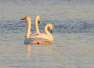 Mindre sångsvan (cygnus columbianus) Häckar på ryska tundran, utpräglad flyttfågel, övervintrar i Norsjöländerna och Storbritannien. Förekommer sällsynt i Skånes inland.