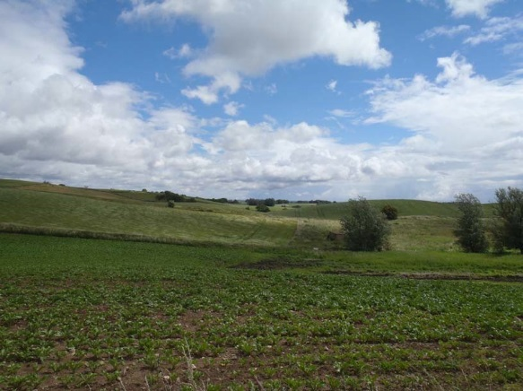 Figur 13 Foto visar en slänt längs väg 13, lokala variationer i topografin förekommer längs vägen. Figur 14 Vy över landskapet under sommaren längs väg 13.