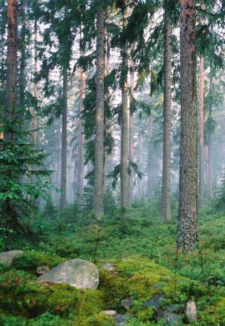 Ved Råvarutillgång Svår försörjningssituation på grund av den varma vintern i början av 2007 Ökad konkurrens på fiber Planerad exportskatt i Ryssland Billerud har beslutat att