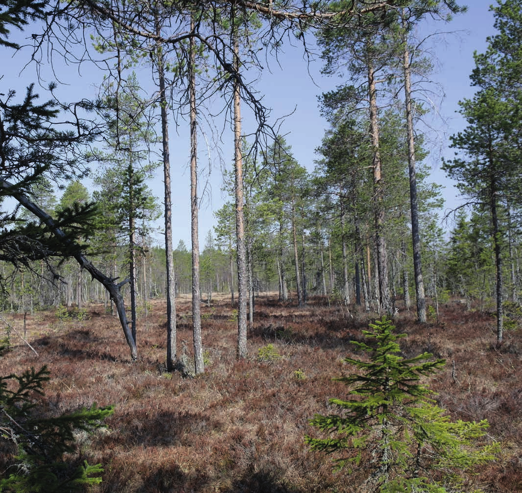 UNGSKOG PÅ HARSA Skiftet består av 50,4 ha produktiv skogsmark. Virkesförrådet uppgår enligt planen till 2 380 m³sk.