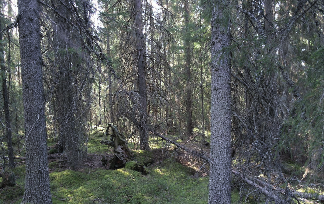SKOG OCH MARK SKOGSMARK Skogsbruksplanen upprättades av Love Persson, Areal i Ljusdal våren 2016 och är sedan framräknad ett år.