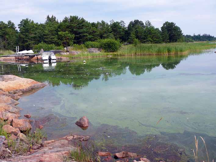 Figur 2. Blomning av de blågröna algerna Anabaena lemmermannii och Planktothrix agardhii vid Gräsö i Östhammars kommun.