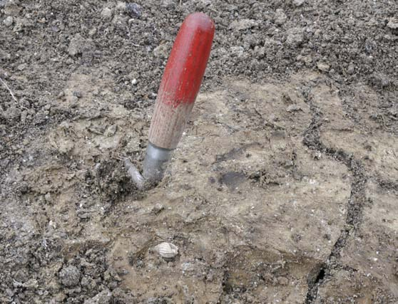 Fig. 4. En av de marina snäckorna (Nasarius reticulatus) liggande in situ i det naturligt snäckrika lagret av kalkgyttja, FP878. Foto: Arne Sjöström.