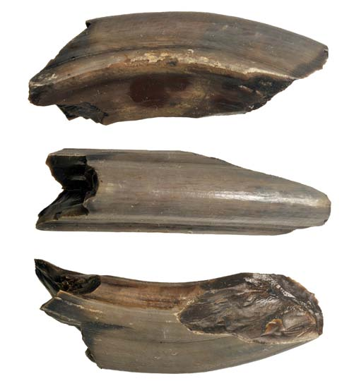 Djurben från Rönneholms mosse - osteologisk analys av material från