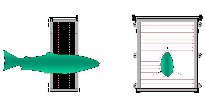 5 Figur 2. Fiskräknarens skannerenhet har två gardiner av snabbt svepande infraröda ljusstrålar. Passerande föremål registreras när de blockerar några av dessa strålar. och tidpunkt för passagen.