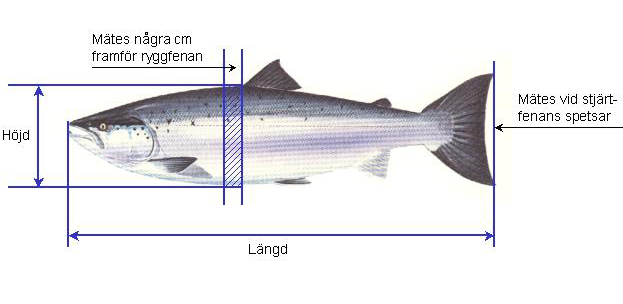 7 Höjdmätning av passerande fiskar utförs på det ställe där kroppshöjden når sitt maximum mellan rygg och buk, dvs. i området omedelbart framför ryggfenan (figur 3).