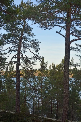 Söderköping Finnö 3:2 del av Om Skog & Lantbruk Skog & Lantbruk är ett rådgivningsföretag som arbetar med följande tjänster inom jord och skog: - Fastighetsförmedling - Generationsskifte -