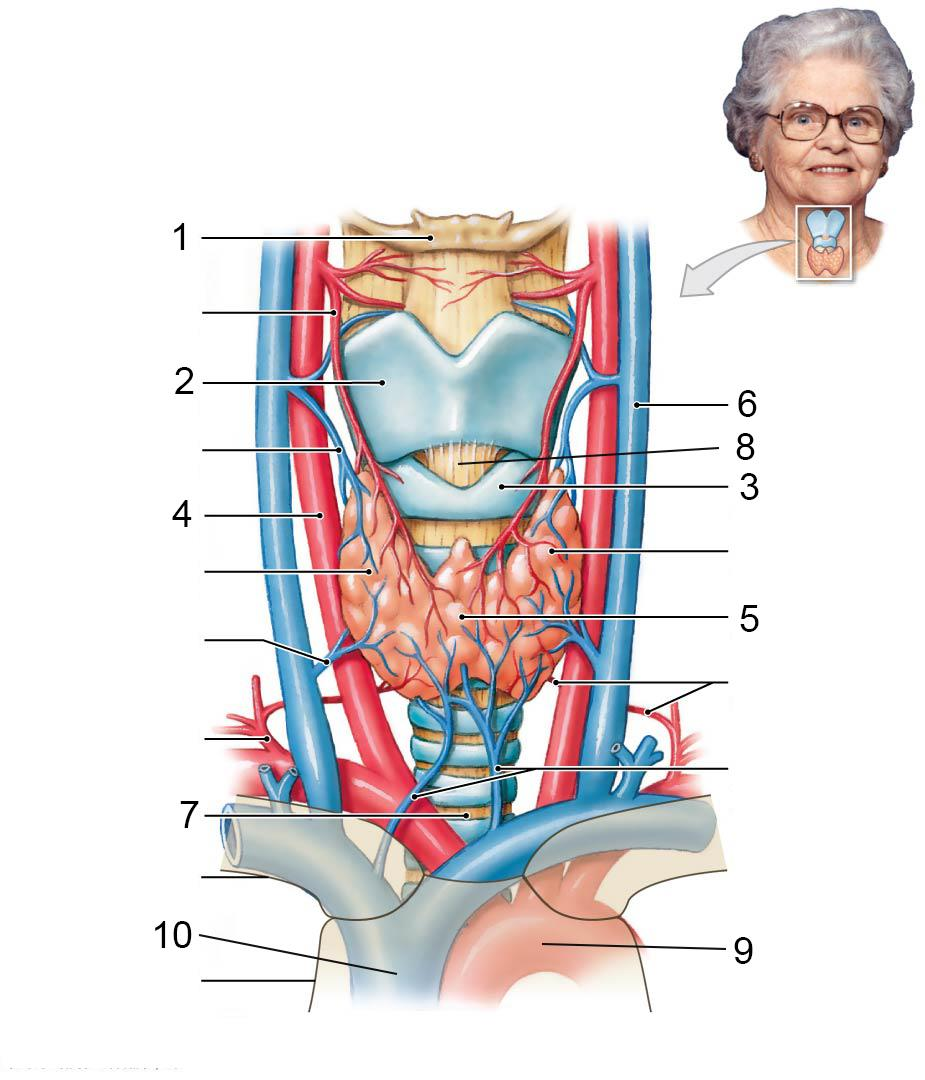 1: Os hyoideum 2: Cartilago thyroidea 3: Cartilago cricoidea 4: Arteria carotis communis 5: Isthmus glandula