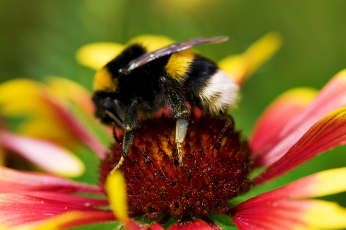 1 Samverkan kring pollinatörer och ekosystemtjänster Delprojekt 5 Informationsmöte med lantbrukare De lantbrukare som arrenderar mark av Malmö stad bjöds in till informationsträff på Katrinetorps