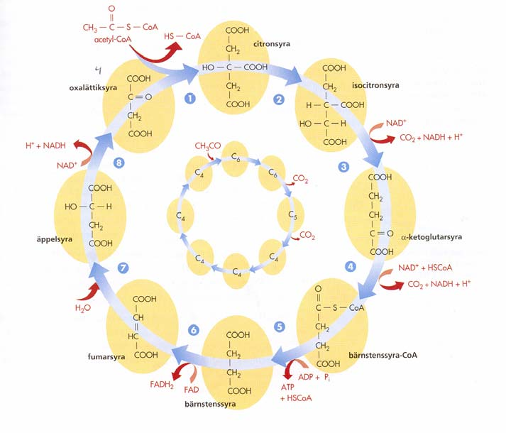 28. Beskriv det viktigaste om citronsyracykeln med ca 6 meningar. Använd minst 6 av följande termer i din beskrivning.