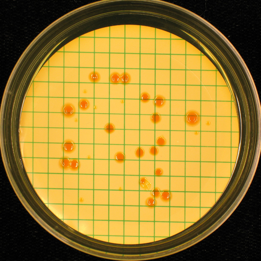 Saknas 1 ml 1 ml 1 ml 1 ml, 2 dygn 1 ml, 2 dygn m-fc Agar, 44 C m-laktos TTC Agar, 44 C 1 ml m-enterococcus Agar, 37 C