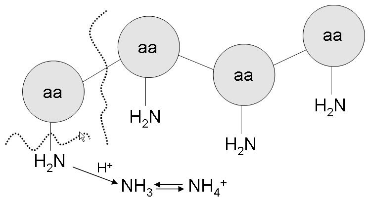 Effekter av zeoliter i biogasproduktion Erik Nordell 2.2.2 Acidogenes Det andra steget i nedbrytningsprocessen är acidogenesen.