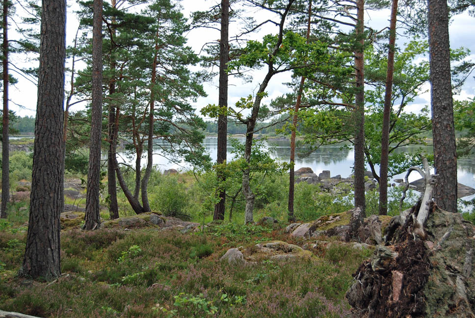 Högsby Hultsnäs 3:5,del av Skogsfastighet med sjöläge i Högsby kommun Obebyggd skogsfastighet vid Hultnäsesjön.