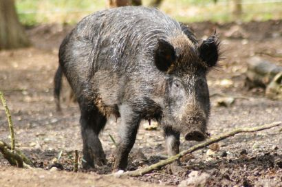 Viltart - Älgjakt i Ryssland på europeisk älg VILTART Älgjakt Älgjakt ii Ryssland Ryssland på på europeisk europeisk älg älg Brunbjörn (Europa) Latinska namn: Ursus arctos arctos Underarter: Ingen i