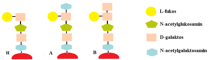 Figur 1. Addering av N-acetylgalaktos på H-antigen resulterar till en A-antigen och addering av D-galaktos resulterar till en B-antigen. (Latifzada, Fatima, 2015) 1.