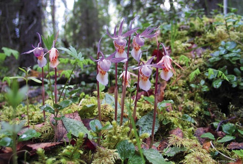 Mångsidigt för naturvärdena År 2010 hade av FN utsetts till temaår för naturens mångfald.