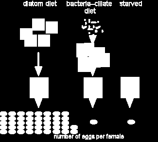 Orsaker ;ll näringsbrist 1/liten kvan;tet/dålig kvalitet på födan Diatoms Bacteria Starved