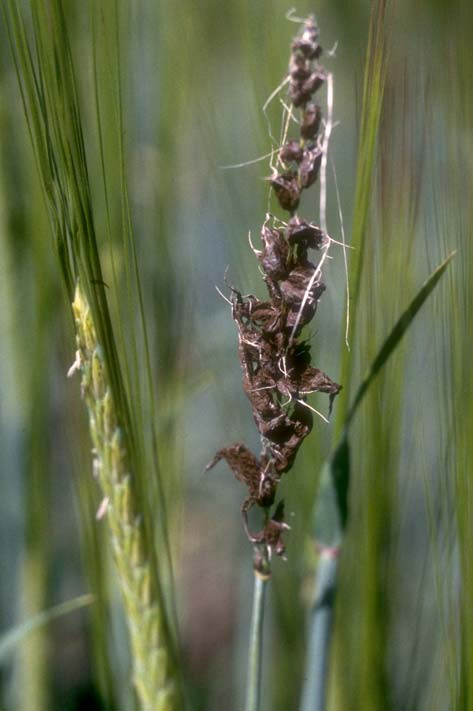 Mjöldryga i hybridråg. (Foto: Peder Waern) Flygsot på korn.