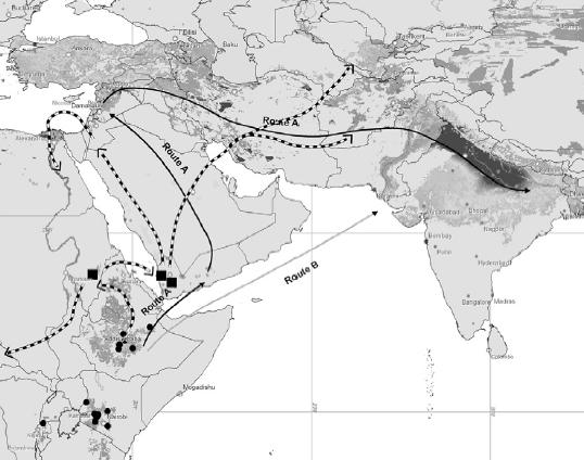 2008). Förekomst av nya raser är mer vanlig på platser där sexuell reproduktion är ovanlig (Agrios, 2005). Det afrikanska höglandet är en välkänd plats för evolution och spridning av nya rostraser.