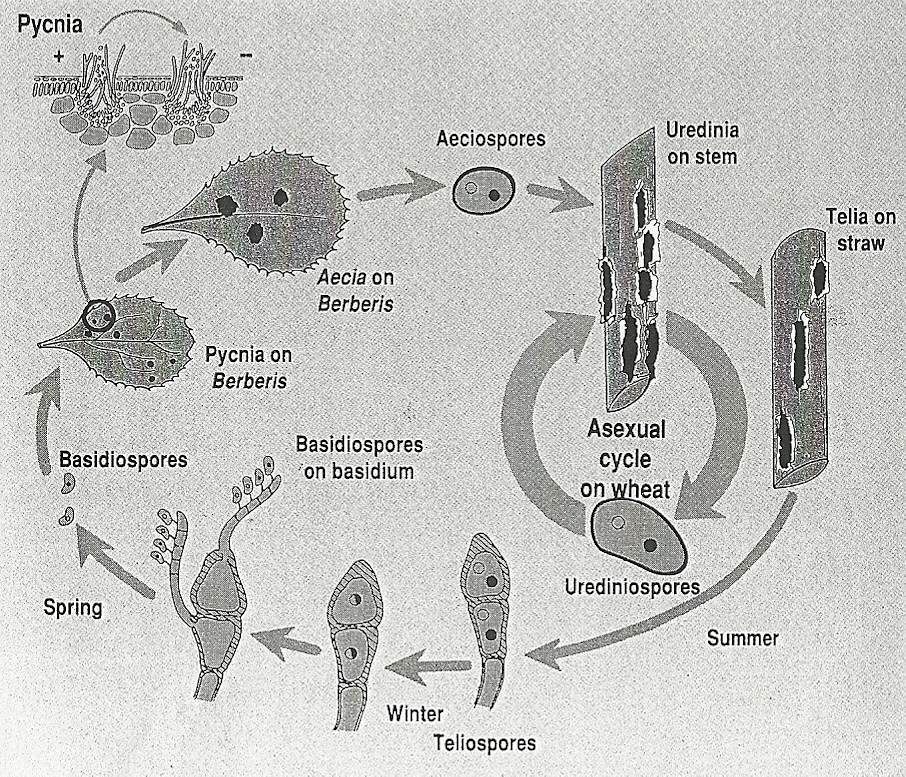 uredinium. Epidermis spricker och trycks bakåt medan nya urediniosporer kommer fram som ett rödbrunt, rostliknande, puder (Agrios, 2005).