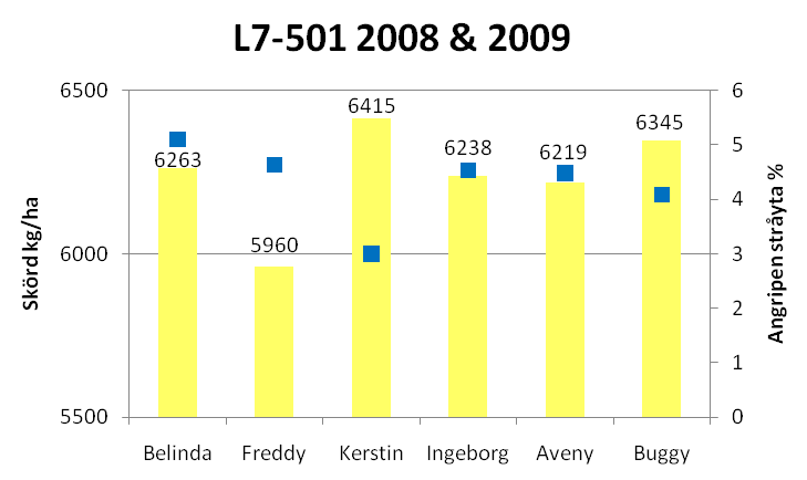 4.3 SORTFÖRSÖK Under år 2008 och 2009 graderades svartrostangrepp i utvalda sorter i fem sortförsök. De sorter som ingick i alla försök var Belinda, Freddy, Kerstin, Ingeborg, Aveny och Buggy.