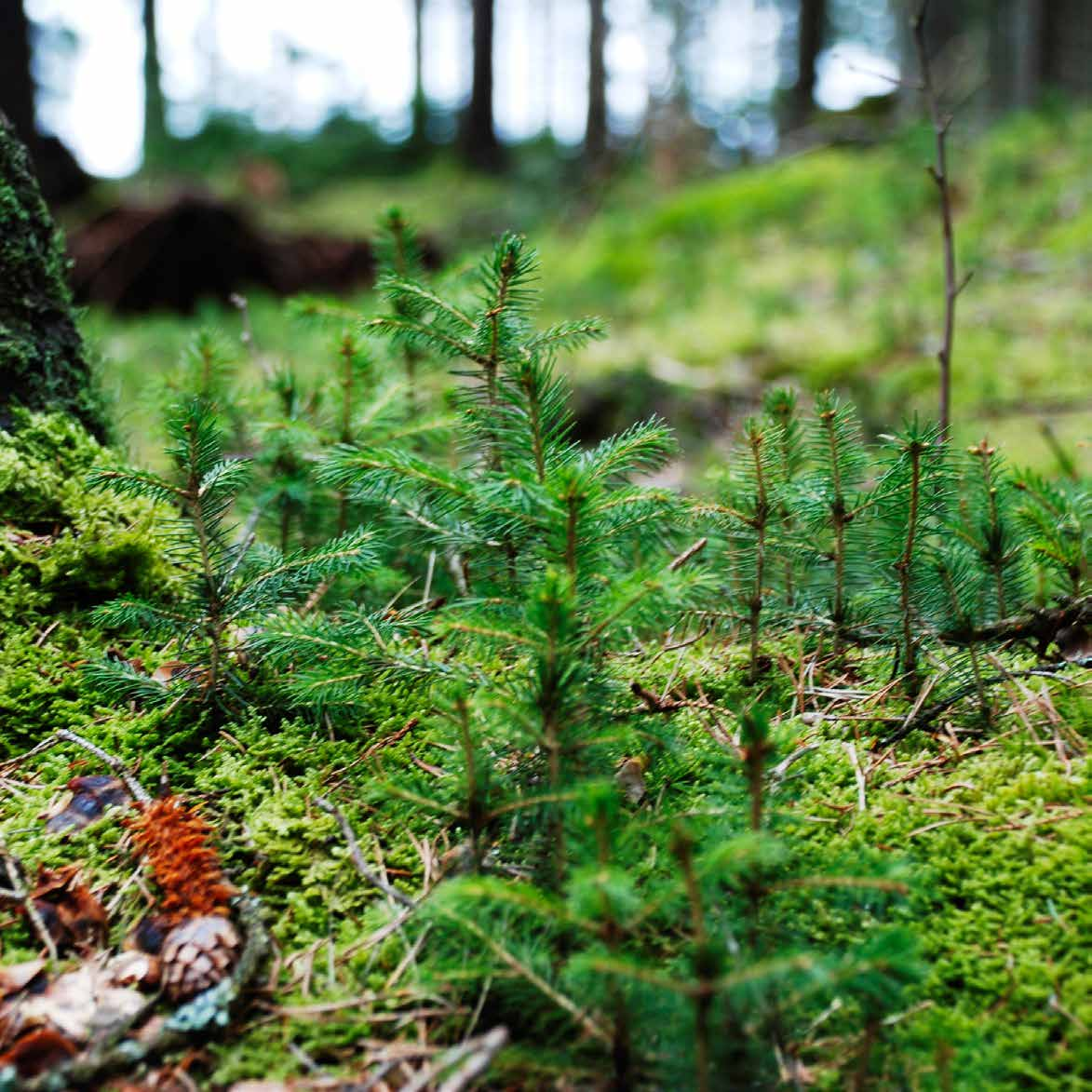 ör miljön ör framtiden Skogen är jordens lungor. enom att använda den hjälper vi till att reparera vår miljö. Träd är nyttigt för klimatet för att de tar upp koldioxid när de växer.