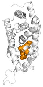 Eprotirome - den första substansen i en ny klass av blodfettssänkare BAKGRUND Sköldkörtelhormonreceptorn spelar en viktig roll för reglering av kroppens metabolism och fettomsättning.