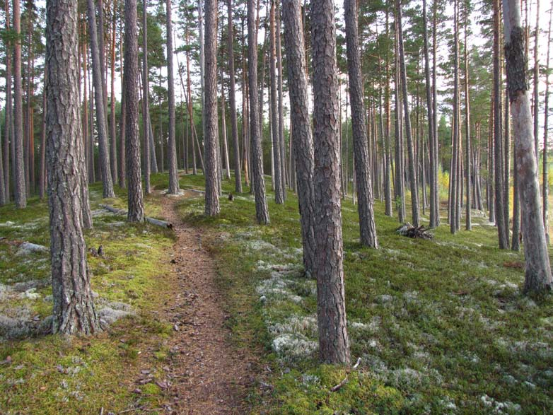 Fig. 2. Tallnaturskog uppkommen efter skogsbrand och plockhuggning en nyckelbiotop med höga naturvärden. Idag avverkningsanmäls och avverkas sådana miljöer av miljöcertifierade skogsbolag.