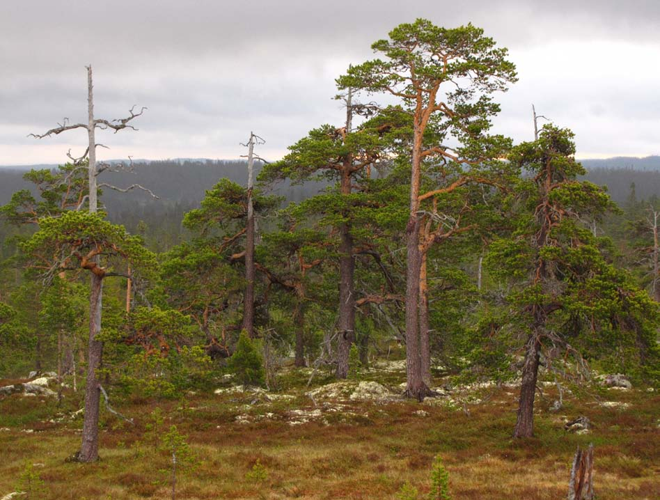 Fig. 4. Tallnaturskog med s.k. stava-karaktär och inslag av överståndare och självgallring. Denna miljö är mycket ovanlig i vårt skogslandskap och har alltid höga naturvärden.