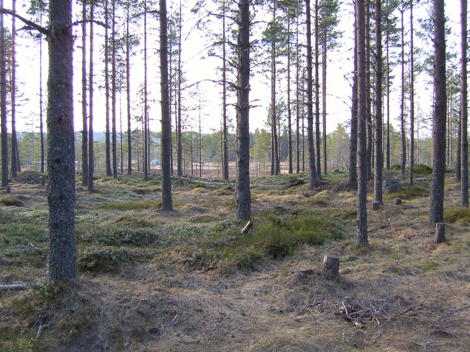 I svårbedömda fall kan det vara av intresse att läsa i manualen gällande tallskogar: I vissa fall då det råder osäkerhet kring biotopens naturvärden är det nödvändigt att också aktivt leta och