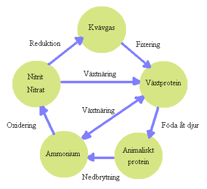 Figur 2-2: Beskriver kvävets kretslopp, det vill säga hur kväve omvandlas mellan olika former på grund av biologiska och kemiska reaktioner (Lindquist, 2003).