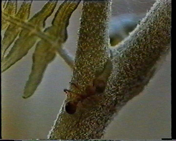 ormbunke Förgrodd En kort tid livnär sig den pyttelilla ormbunksväxten av förgrodden men snart skrumpnar den och dör.