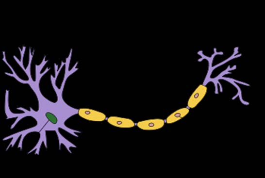 NEUR UROANATOMI OCH FYSIOLOGI ANN-SOFIE LINDBERG/ FREDRIK CLAESON 8. Namnge och ange funktion i markerade delar av ett neuron (A-D) 6 p. A) B) C).. D).... 9.