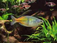 Artbilder Afrika 3 1 2 1/ 7:a, Copadichromis borleyi, Kadango. Foto: Johan Lindgren. 2/ 8:a, Julidochromis regani. Foto: Johan Oscarsson. 3/ 9:a, Eretmodus cyanostictus. Foto: Jonas Eriksson.