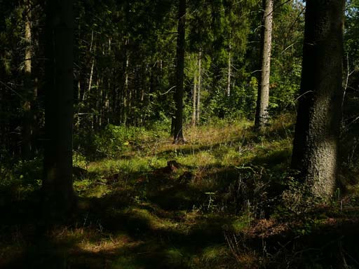 4.4 Miljökonsekvensbedömning, MKB Enligt Plan- och bygglagen (PBL) 5 kap och Miljöbalken (MB) 6 kap skall en behovsbedömning utgöra underlag för beslut om detaljplanen kan tänkas medföra betydande