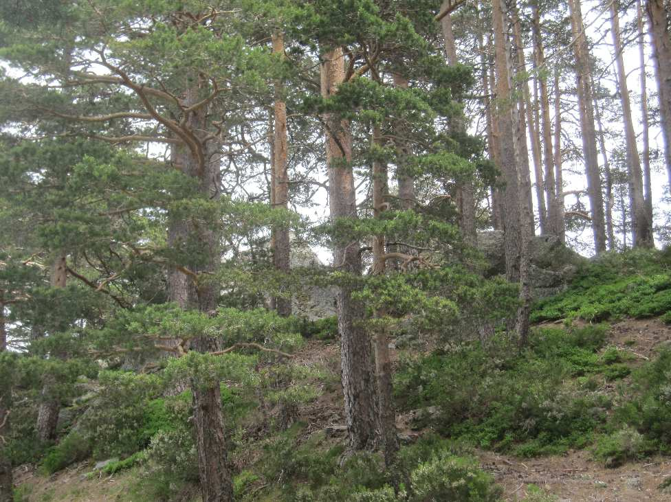 Alla torn i tätorterna var bebodda av storkar. Dessa hittade vi i just El Burgo de Osma. Dag tre var det två sprinttävlingar. Först en ren skogssprint vid en sjö Playa Pita.