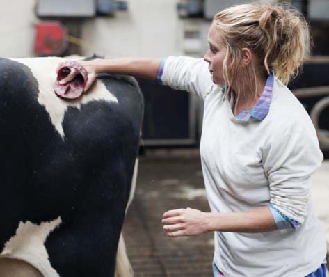 Argentinas mjölkproduktion återhämtade sig under andra halvåret 2013 tack vara goda väderförhållanden under hösten. Under fjärde kvartalet ökade landets mjölkproduktion med fem procent.