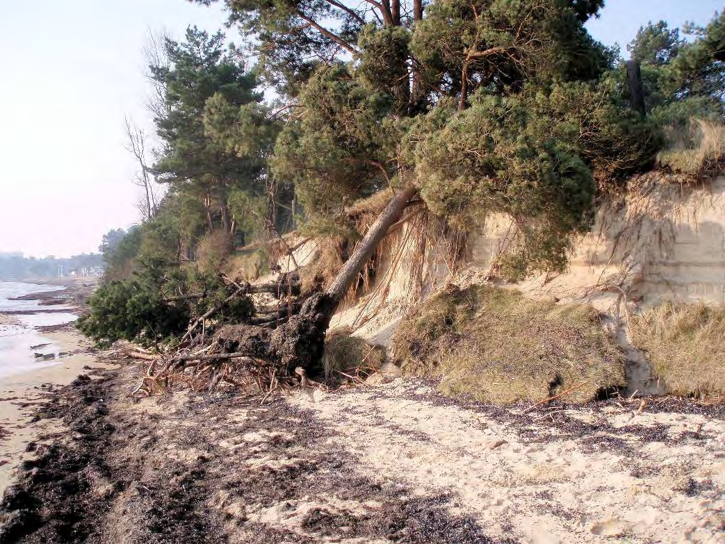 stormar har dock orsakat händelser som finns dokumenterade, bland annat inträffade en storm vintern 2007 som orsakade stora skador längs en ca 300 m sträcka vid Östra Sand, se Figur 5-1.