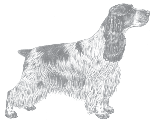 Grupp 8 FCI-nummer 5 Originalstandard 2003-10-29 FCI-Standard 2003-11-28; engelska SKKs Standardkommitté 2003-10-08 COCKER SPANIEL (English Cocker