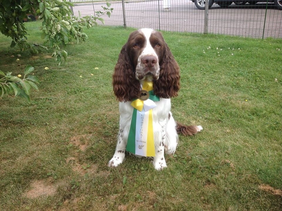 Rallylydnad Rallylydnad har den vanliga familjehunden i åtanke och betoningen ligger på glädje och samarbete. Rallylydnad innebär att du tränar in olika moment med din hund.