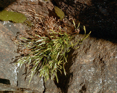 Kustinventeringen 2002-2004, Kramfors kommun Naturvärdesbedömning: Högsta naturvärde.