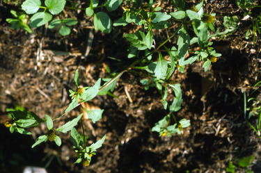 Kustinventeringen 2002-2004, Härnösands kommun Naturvärdesbedömning: Högsta naturvärde. V Sandsten är opåverkat område, med flera värdefulla biotoper, grund botten, bäck och sumpskog.