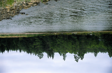 Kustinventeringen 2002-2004, Timrå kommun Svedjeskatan V är en mindre göl med vattensalamander, tydligt påverkad av tidigare hygge, men som på sikt kommer att återbeskogas.