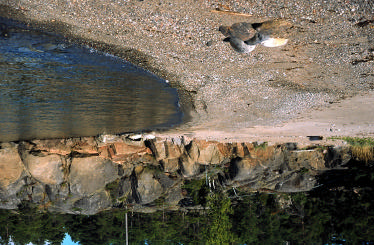 Kustinventeringen 2002-2004, Timrå kommun 263 Skeppshamn 1599099 Y 6922757 NV: 2 Areal 1,4 ha Biotopbeskrivning: Lövdominerad grund havsvik, med klippor utåt, och sten och sand inåt.
