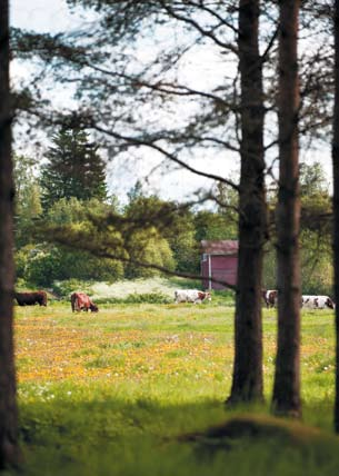 Lantgårdsmiljön kan vara en glädje för ögat Lantgårdens Bästa familjegårdar Roope och Anna-Leena Heikkilä från Kalajoki vill inte att ladugården endast ska se ut som en produktionsanläggning.