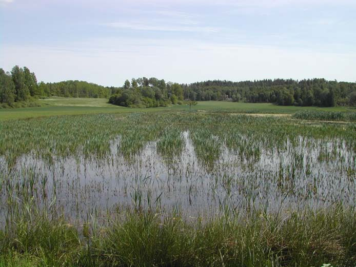 Stene, april 2005, innan försöken startade. Svarttorp, är cirka 2,4 hektar och anlades 2002. Här består det mesta av tillrinningsområdet av skogsmark.